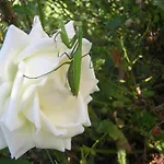 Εξοχικό σπίτι Country House La Querceta Di Marnacchia Amandola