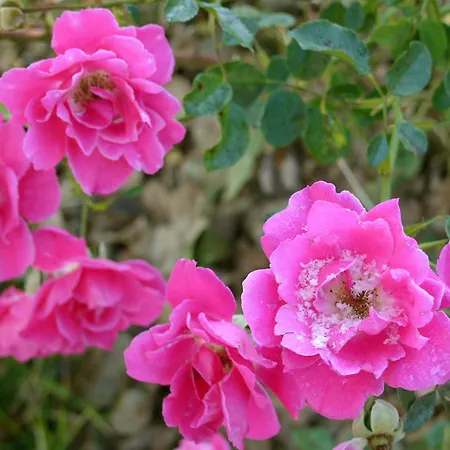 Country House La Querceta Di Marnacchia Landhaus