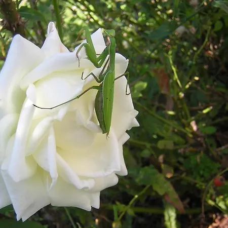 Landhaus Country House La Querceta Di Marnacchia Amandola