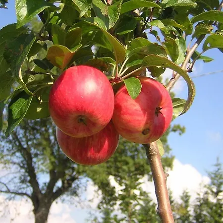 Country House La Querceta Di Marnacchia Landhaus Amandola